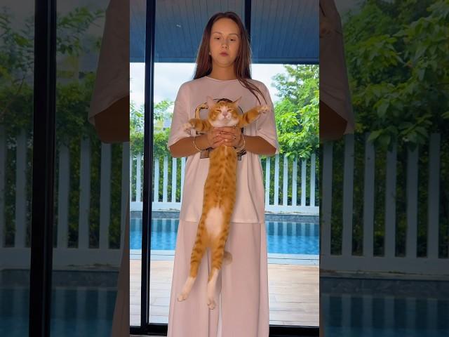 Звезды пушистого танцпола #юмор  #веселыекоты #котики #мемы #прикол #животные #коты #кот