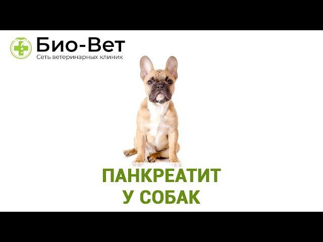 Панкреатит у собак. Ветеринарная клиника Био-Вет.