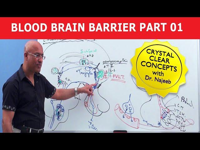 Blood Brain Barrier | Part 1