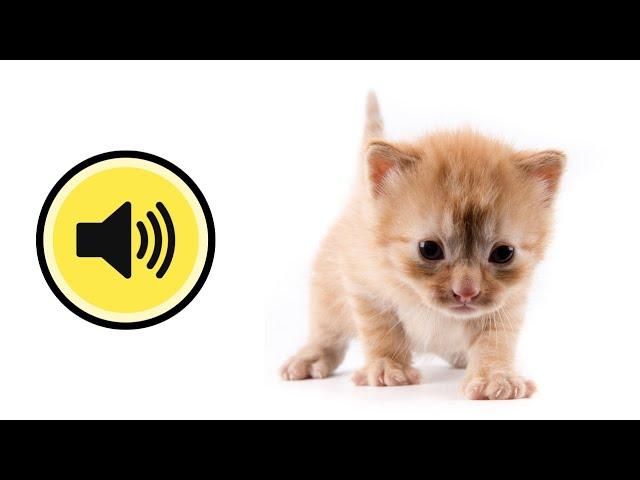  KITTENS MEOW newborns Funny over a cat and a cat Sound of kittens born Meowing