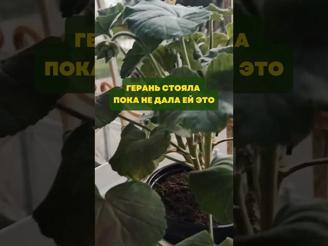 Герань стояла,пока не дала ей это#цветы#сад