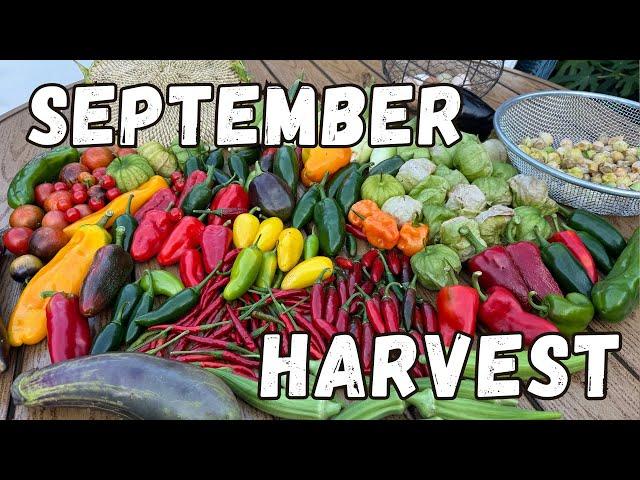 What I'm Harvesting In My September Garden