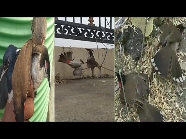 Amazing Bird Trap!! Bird Trap Compilation!! How to catch Bird Using Three Shola!! Glue Insect Trap!!