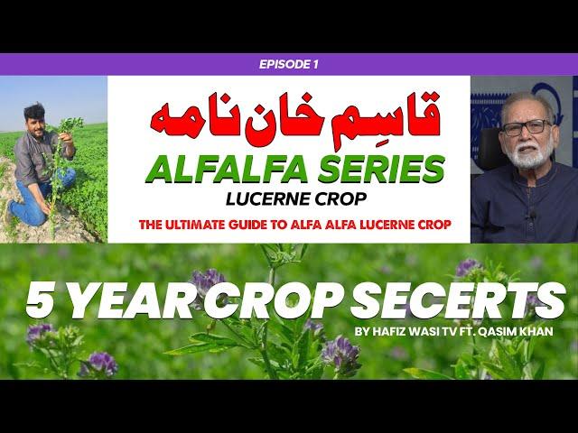 Qasim Khan Nama | The Ultimate Guide to Alfa Alfa Lucerne Crop for 5 Year Harvest