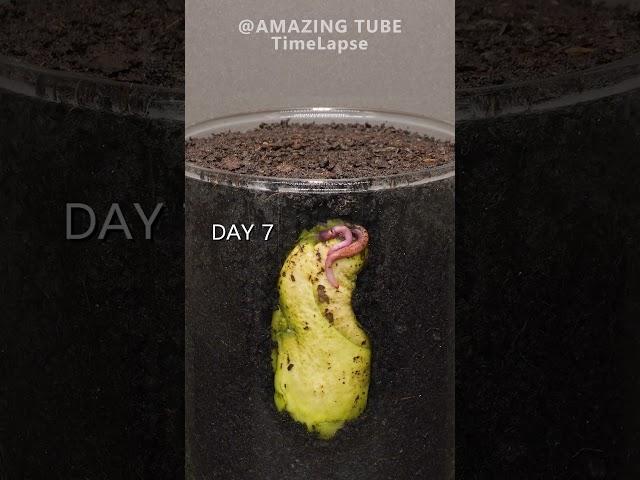 Growing Mango Tree from seed #plants #timelapse #mango