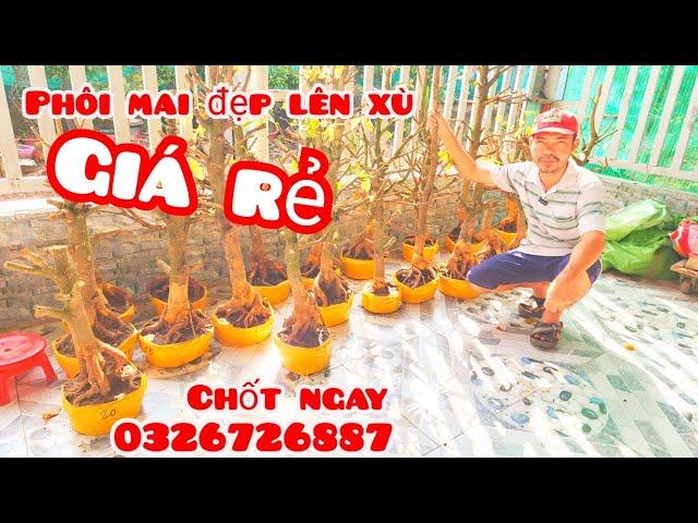 Phôi mai giảo đẹp lên xù giá rẻ 15/11 #aSự0326726887 |MaivàngThanhTâm