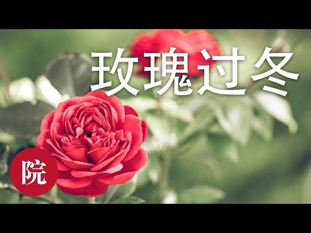 【彬彬有院】 花• 如何让玫瑰安全过冬//Rose Winter Care