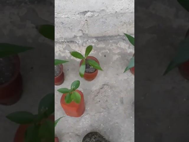 With Plants...