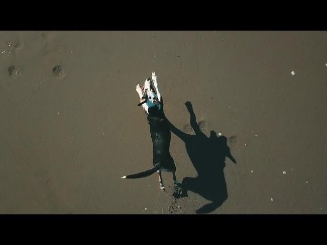 Dog vs. Drone. Big River, Mendocino, California