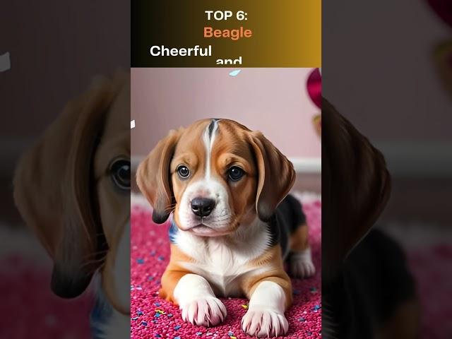 Top 10 Gentlest Dog Breeds  #top10 #cuteanimal #animals  #beautifulpets