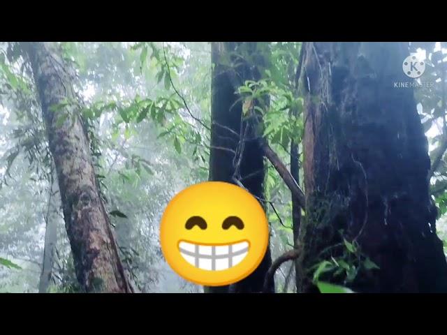 Eje Hong Forest ️ One of the craziest deep forest in Nagaland@Auching Baptist Church# Survey