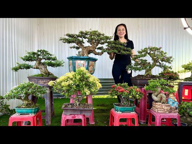 Cây cảnh bonsai dáng chuẩn nhiều chủng loại GL29/4 #0356731116 nhà vườn MXL