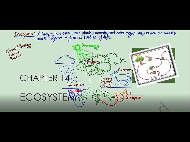Ecosystem||Part 1||Ncert class 12th Biology||Ncert line by line