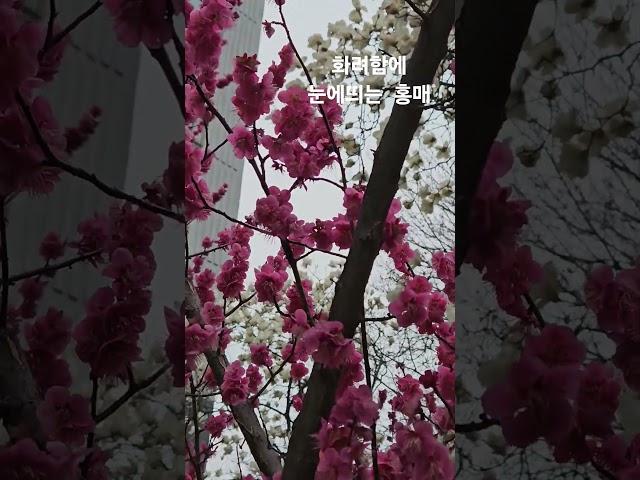 홍매, 매화, 홍매화   붉은색 화려함에 눈에 띄는 꽃   꽃말은 고귀함 