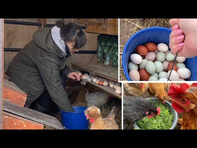 Удобство В КУРЯТНИКЕ ДЛЯ МЕНЯ И ДЛЯ КУР Чтобы собирать ЯЙЦА