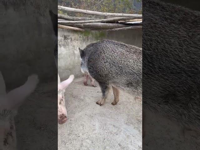 #shorts #pig #wildboar #minipig #piggy #pigs #piglife #minipigs #piglove #cutepig #piglet