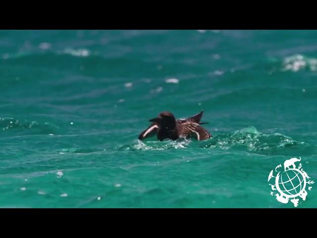 Blue Planet II  One Ocean Trailer