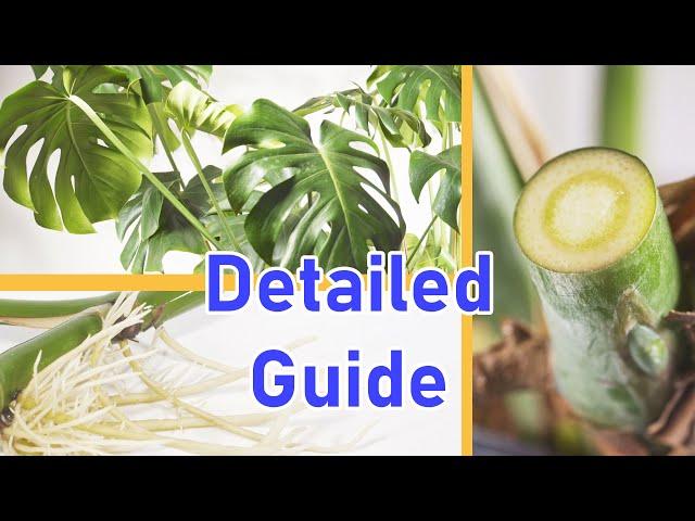 How To Propagate MONSTERA DELICIOSA 2 EASY Ways (DETAILED)