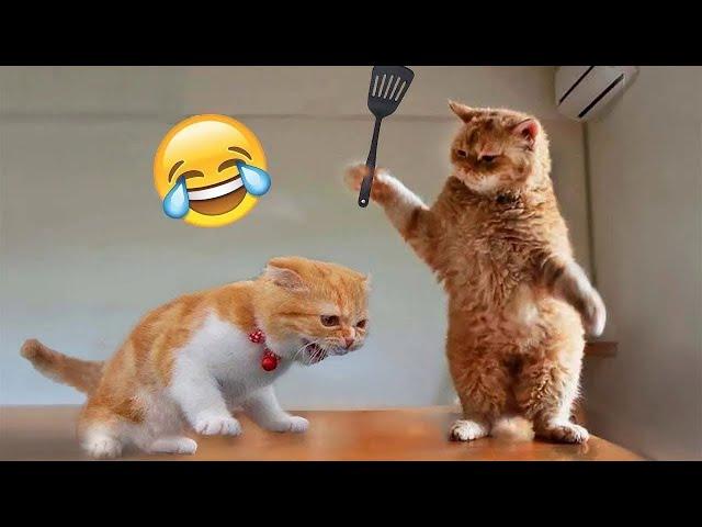 Funniest Animals 2024  New Funny Cats and Dogs Videos  Part 13