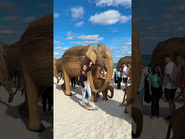 The Great Elephant Migration: Stunning Art Exhibit in Miami Beach