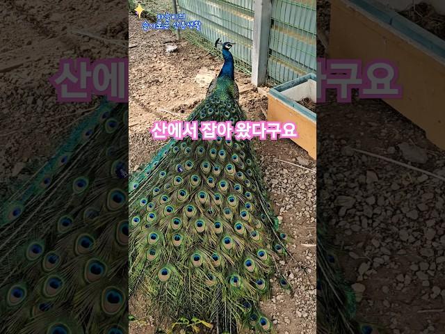 “산에서 데려온 청공작, 지금은 마당의 스타!”#공작