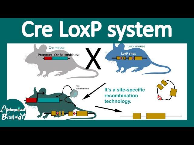 Cre lox system | Conditional gene knockout using the Cre Lox system | site specific recombination