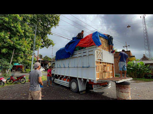 Trip jam kesiangan ‼️ Muatan tinggi nekad berangkat ke Pemalang  (Bwi - Pemalang)