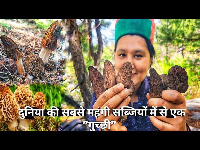 || Morel Mushroom(Guchhi) One Of The Most Expensive Mushroom(Kinnaur HP||