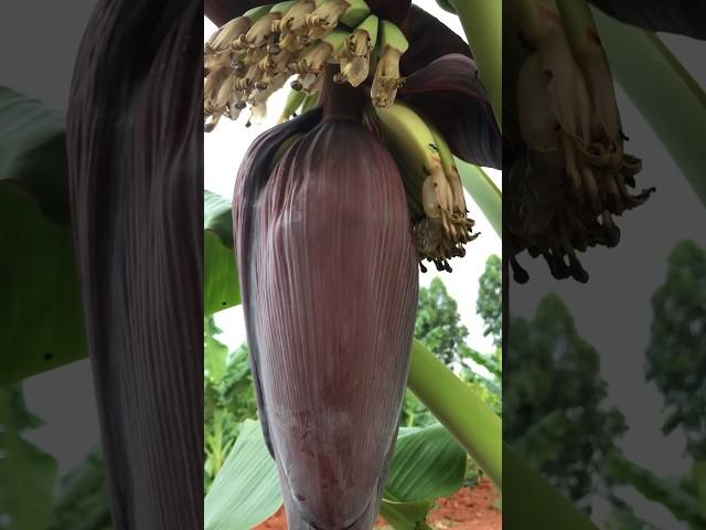 Banana flower #banana #flowers #enjoy #bees #viral #nature #trending #plants #animals #youtubeshorts