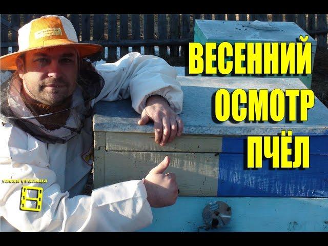 The first spring inspection of bee.