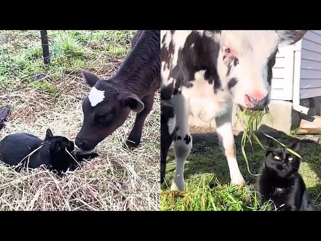 Cat Falls In Love With Rescue Cow 