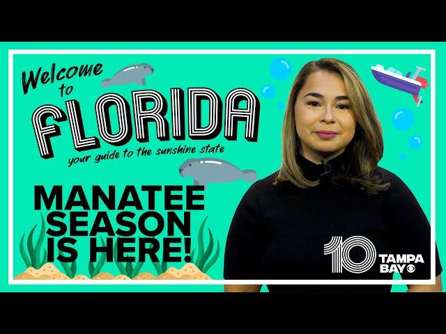 Where to see manatees in Florida and the laws you need to know about