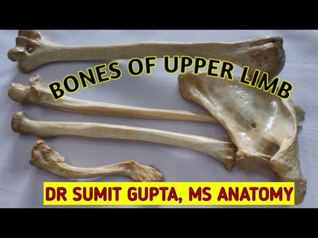 BONES OF UPPER LIMB : Side determination & Bony features