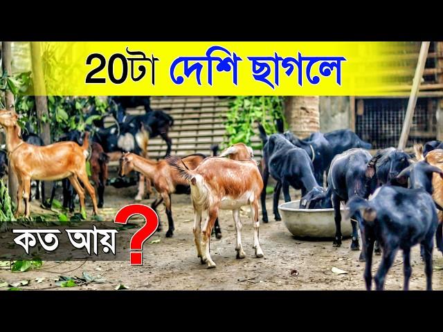 20টা Black Bengal ছাগলে কত আয় ? | দেশি ছাগলের খামার | Goat Farming in West Bengal | Goat Farm