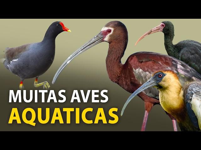 AVES AQUÁTICAS: Passarinhando em um LAGO URBANO | Marrecas, jaçanãs, curicacas e mais!