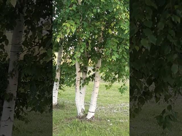 Котлас лето 2023