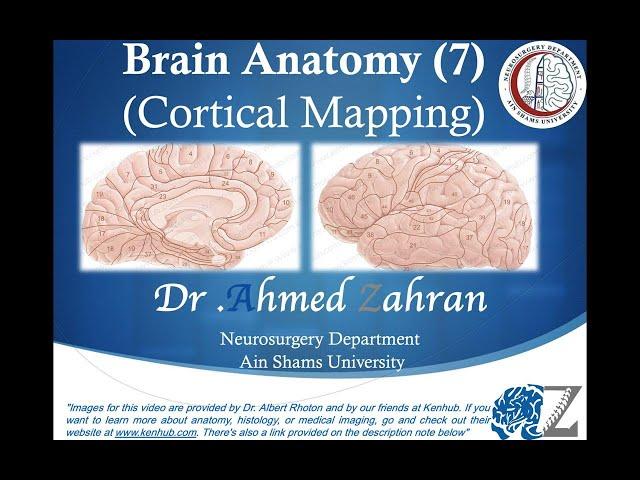 Brain Anatomy 7: Cortical Mapping