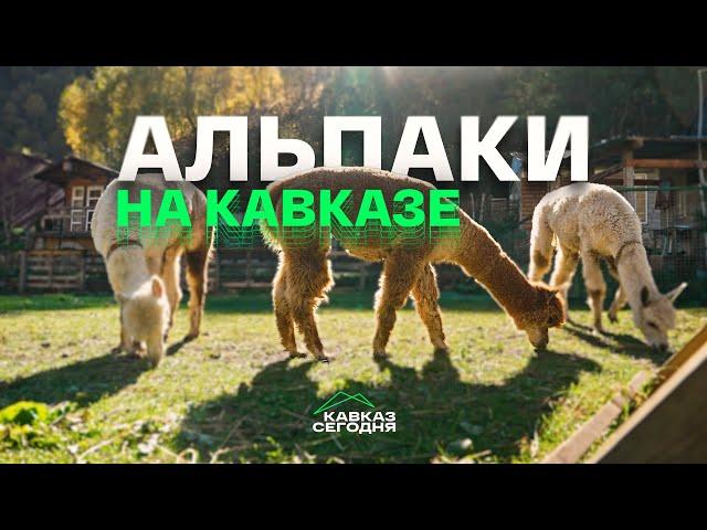 Альпаки на Кавказе