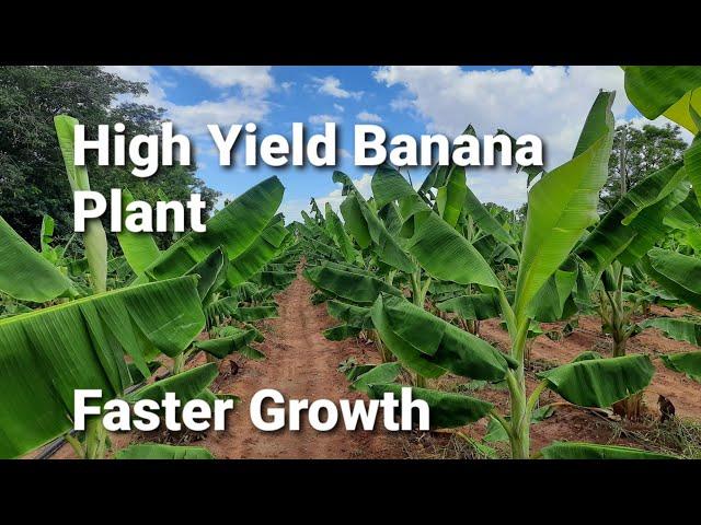 How to get high yield in banana farming