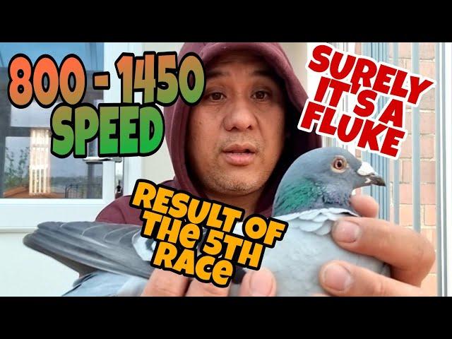 800 TO 1450 SPEED WHAT A FLUKE|MASSIVE IMPROVEMENT|PIGEON RACING UK|