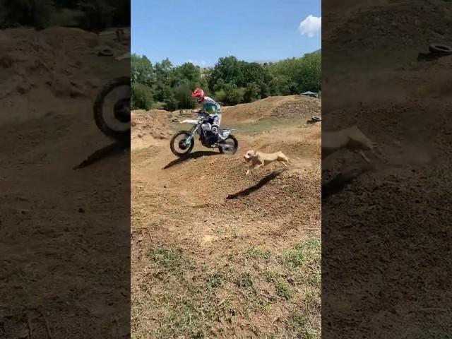 Rados mx 97 vs his dog 