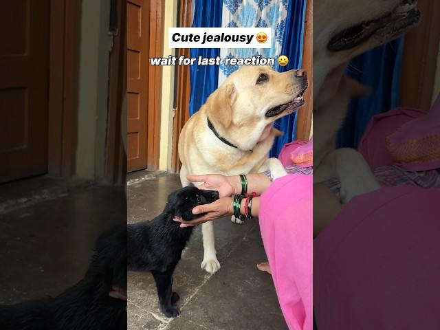 Jealousy  || labra rubi || #youtubeshorts #shorts #labrador #doglover #cute #trending #viralshorts