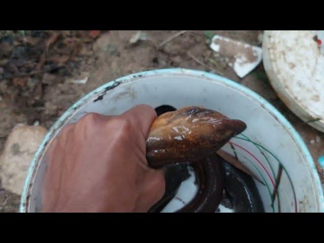 mancing belut babon