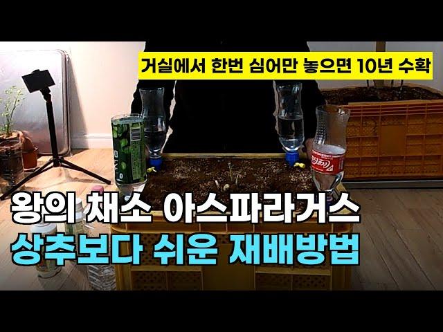 98.왕의채소 아스파라거스를 거실에서 상추보다 더 쉽게 재배할 수 있는 방법입니다