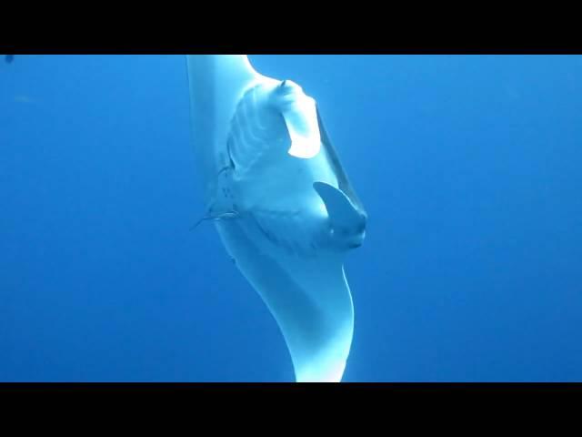 Close Up Manta Ray  - Camel Dive Club, Sharm El Sheikh