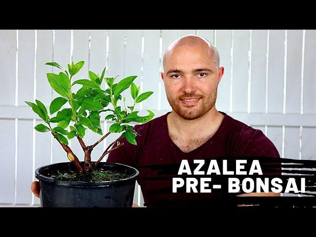 Repotting and pruning an azalea pre-bonsai | Making Bonsai at Home