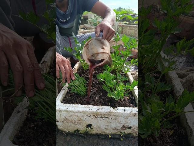 pupuk air rendaman kulit bawang#shorst #berkebun #gardening #fypシ゚viral
