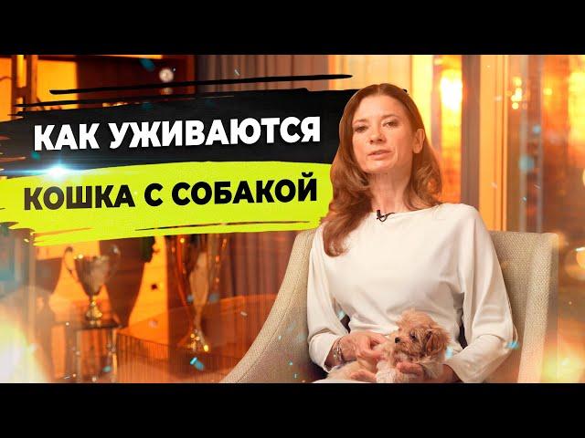 Как подружить кошку с собакой? Мальтипу и кошка.