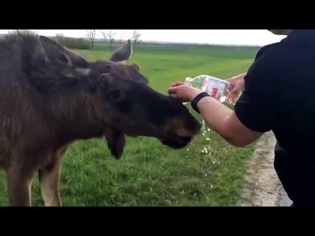 Лось на дороге пьет минералку.