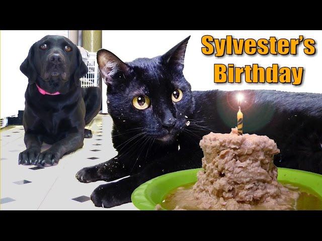 Talking Kitty Cat 35 - Sylvester's Birthday 2014